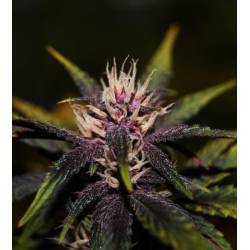 Purplediol Autofloreciente CBD de Elite Seeds