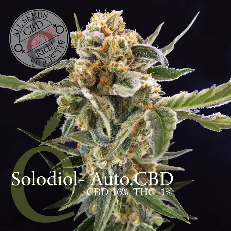 Solodiol Autofloreciente Cbd de Elite Seeds