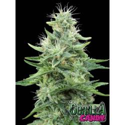 Gorilla Candy de Eva Seeds