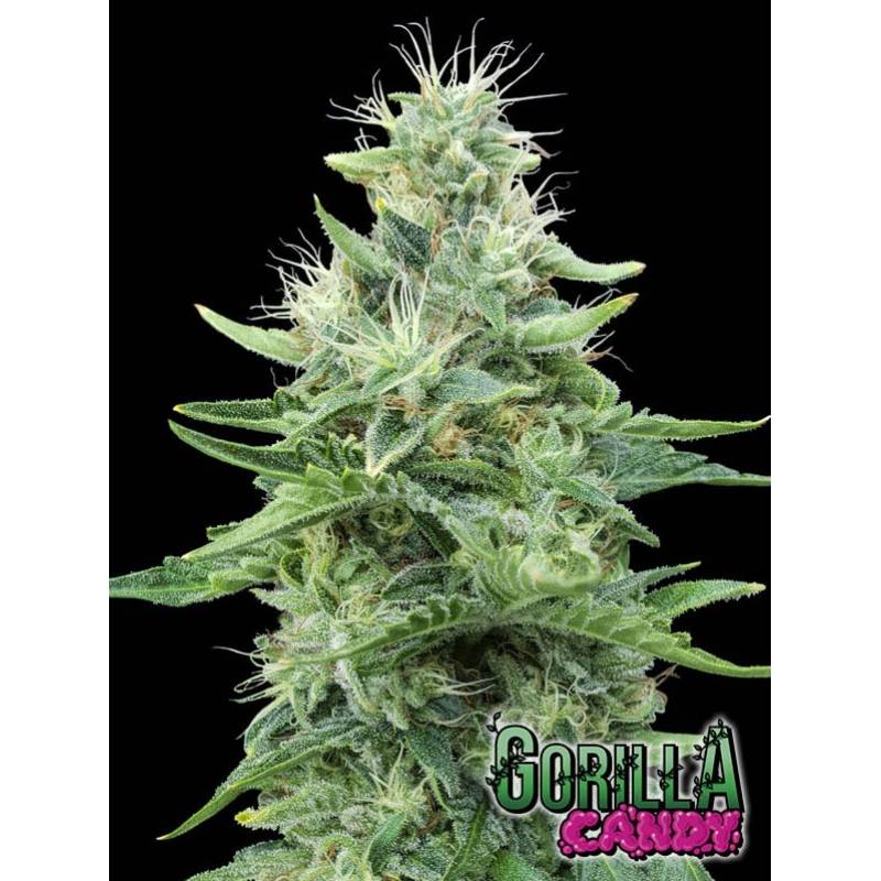 Gorilla Candy de Eva Seeds