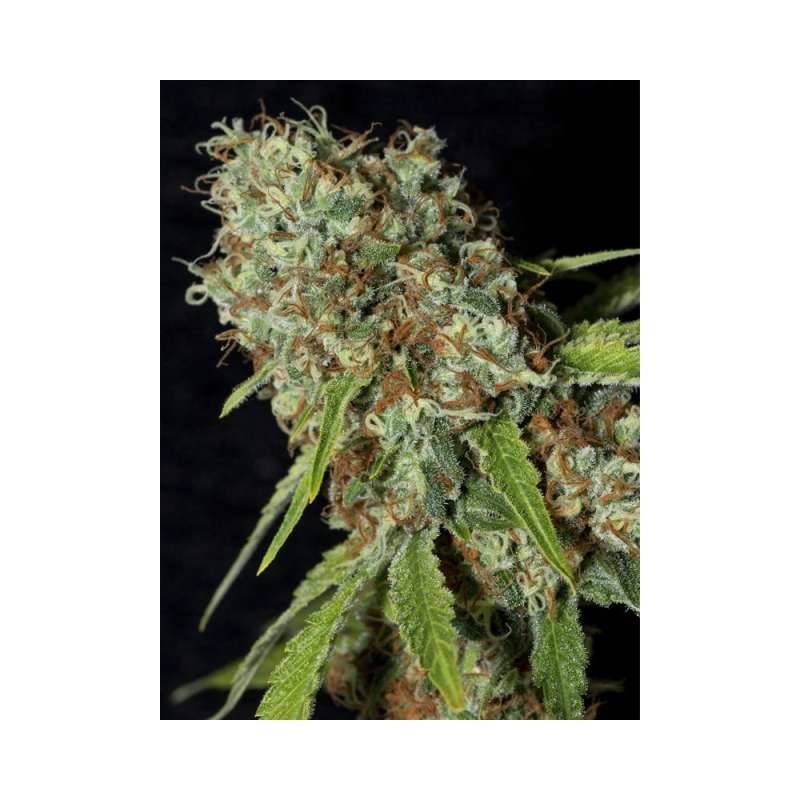 Jamaican Dream Cbd de Eva Seeds