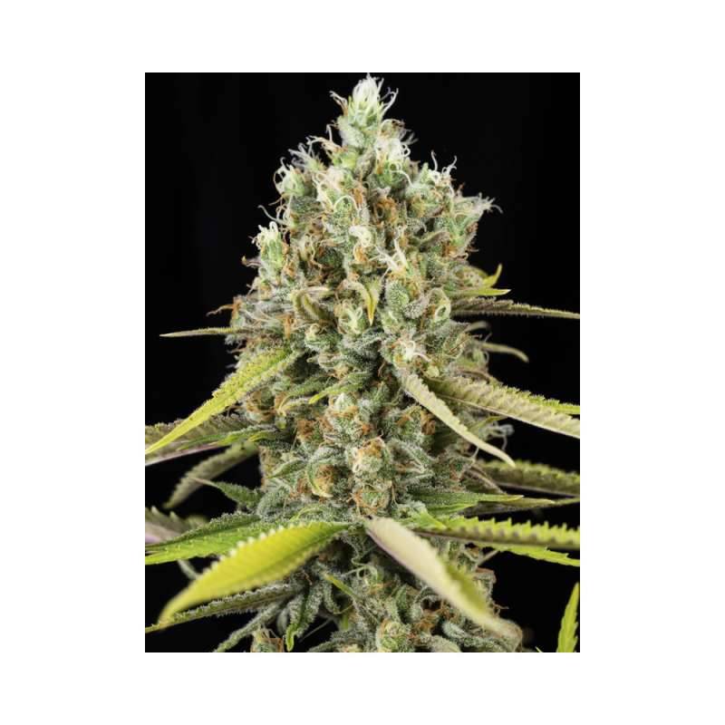 Lemon King de Eva Seeds