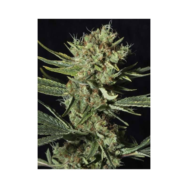 Only Cbd de Eva Seeds