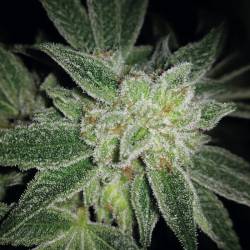 Auto Big Blue de Exclusive Seeds