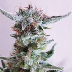 City Kush de Exclusive Seeds