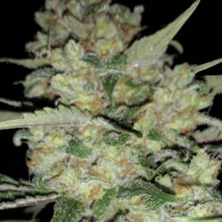 Critical de Exclusive Seeds