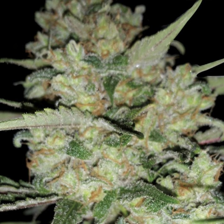 Critical de Exclusive Seeds