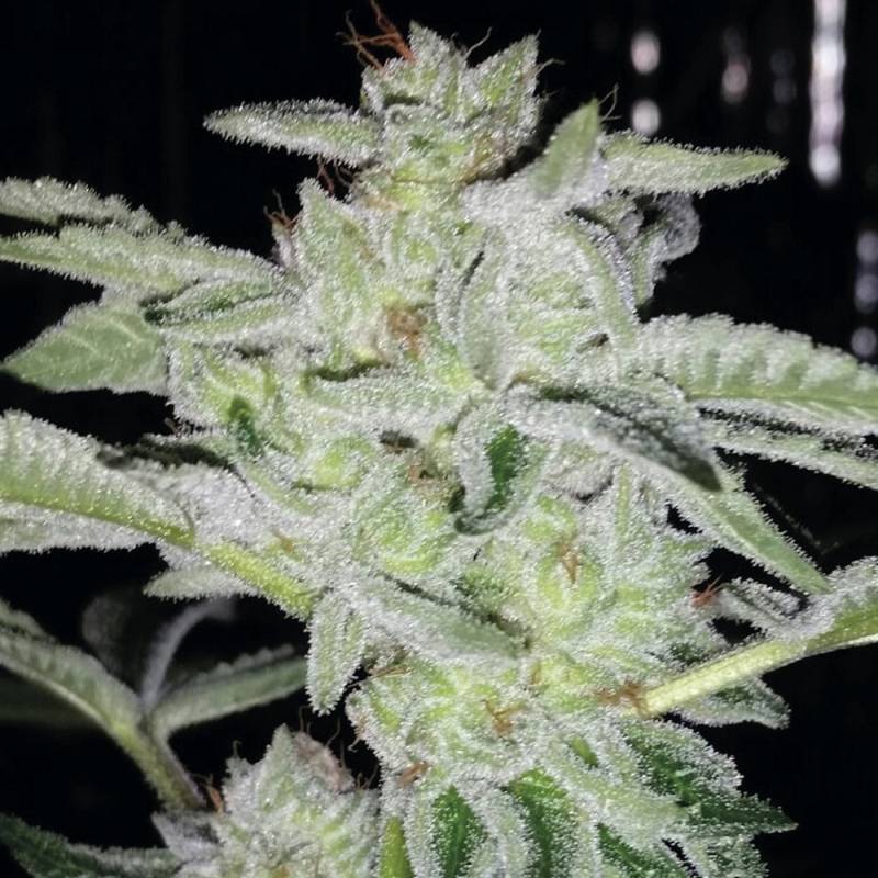 Earth Kush de Exclusive Seeds