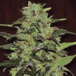 Gasoline de Exclusive Seeds