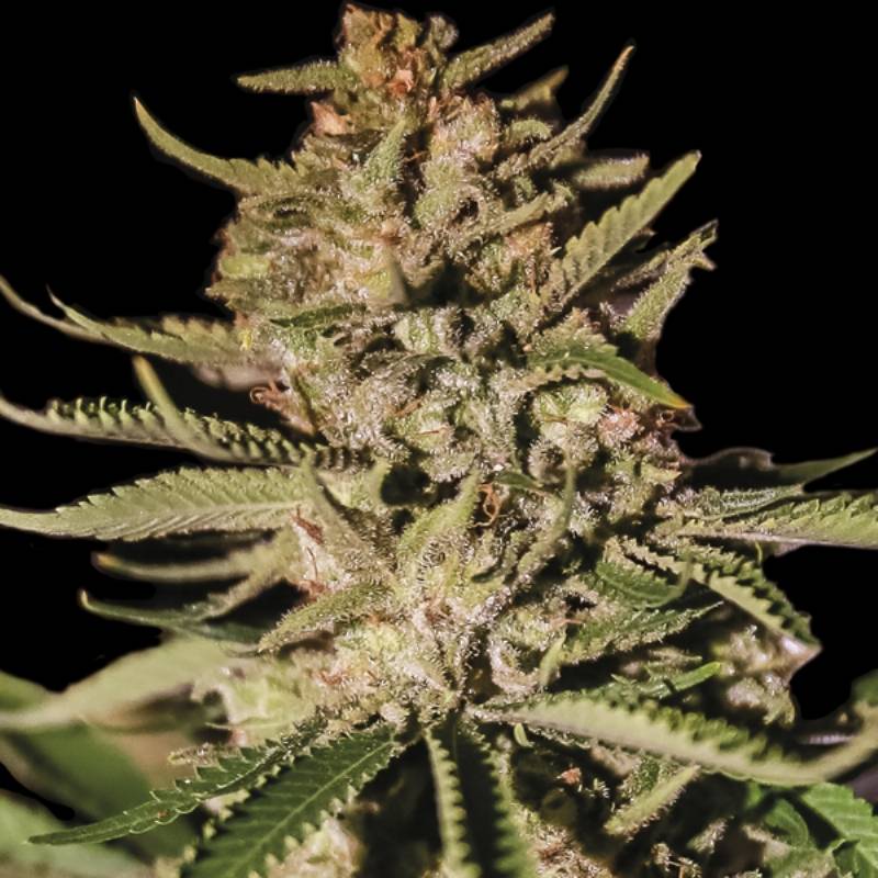 Kush Exclusive de Exclusive Seeds