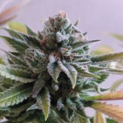 La Perla Negra de Exclusive Seeds