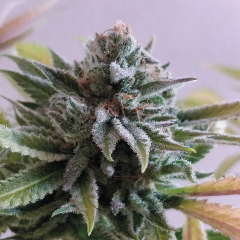 La Perla Negra de Exclusive Seeds