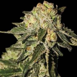 Super Mandarina de Exclusive Seeds