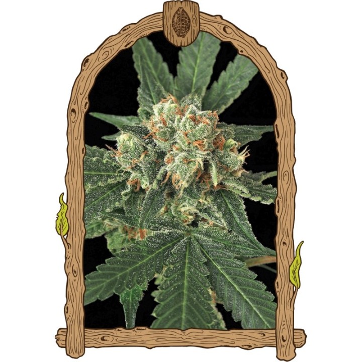 Blue Monkey de Exotic Seed