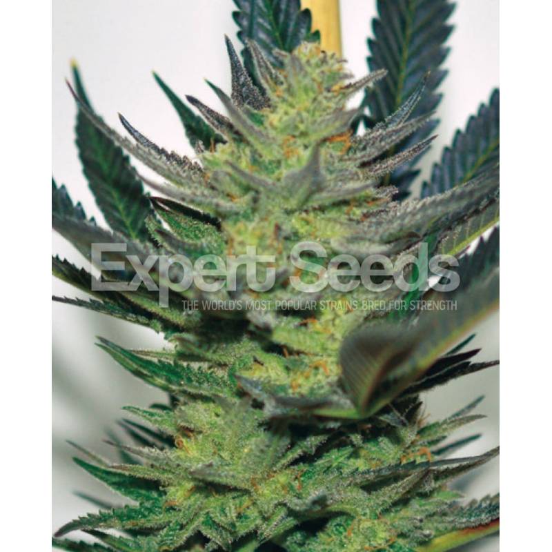 Afghan Skunk de Expert Seeds