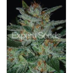 Blue Cheese de Expert Seeds