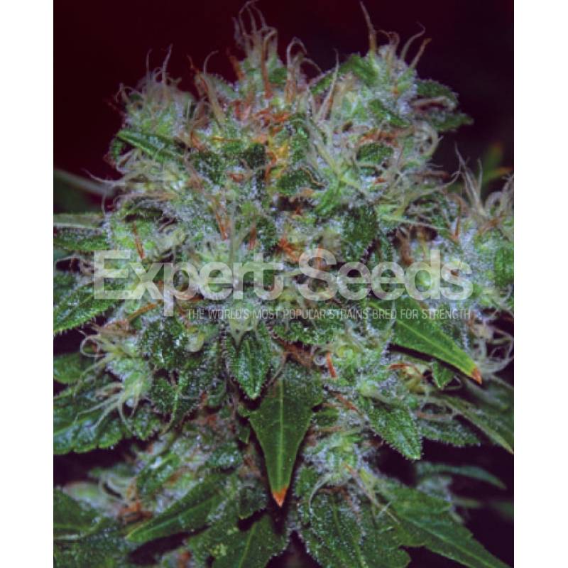 Blue Cheese Auto de Expert Seeds