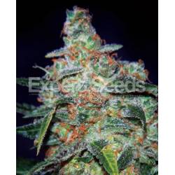 Cheese Auto de Expert Seeds