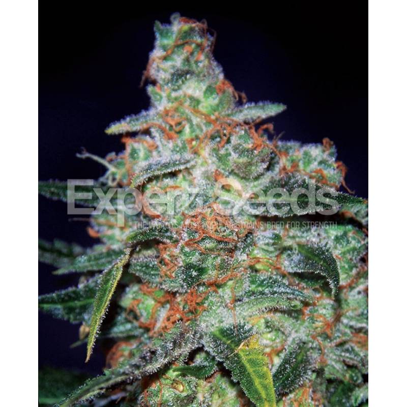 Cheese Auto de Expert Seeds