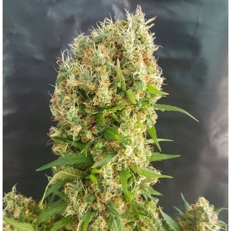 Chemdog Gorilla de Expert Seeds