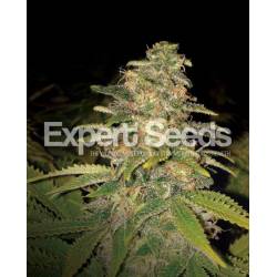 Critical Blue Auto de Expert Seeds