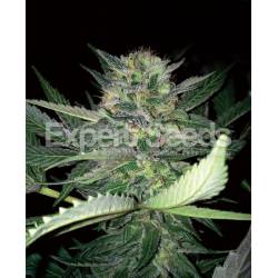 Critical Lights de Expert Seeds