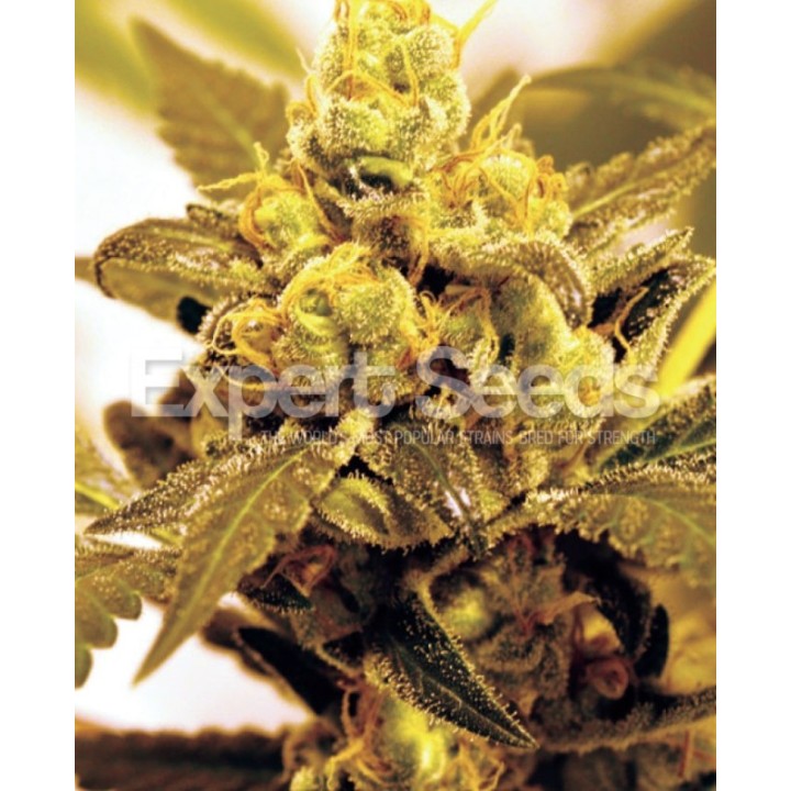 Fruit Salad de Expert Seeds