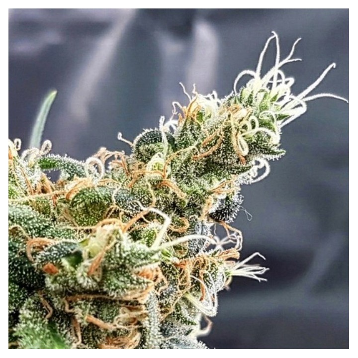 Glueberry de Expert Seeds