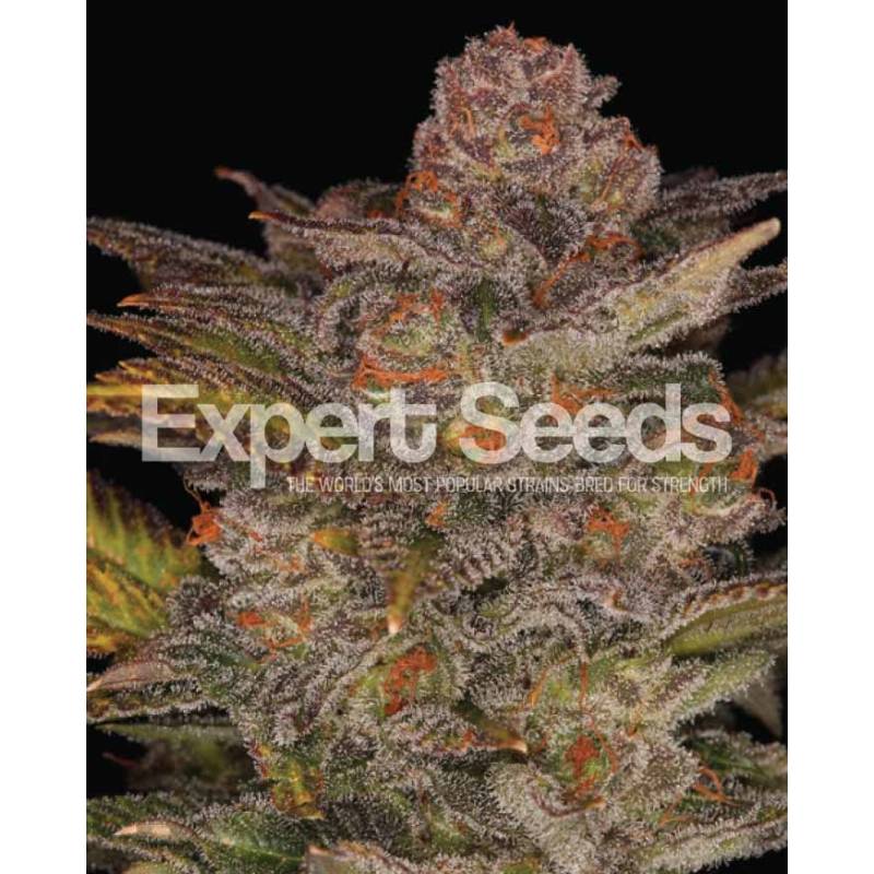 Glueberry Auto de Expert Seeds