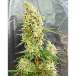 Gorilla Banana de Expert Seeds