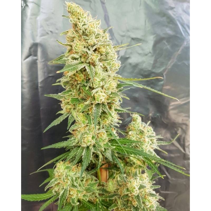 Gorilla Banana de Expert Seeds