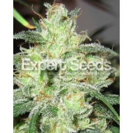 Gorilla Cheese de Expert Seeds