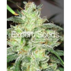 Gorilla Cheese de Expert Seeds