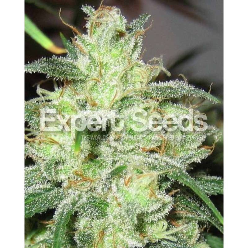 Gorilla Cheese de Expert Seeds