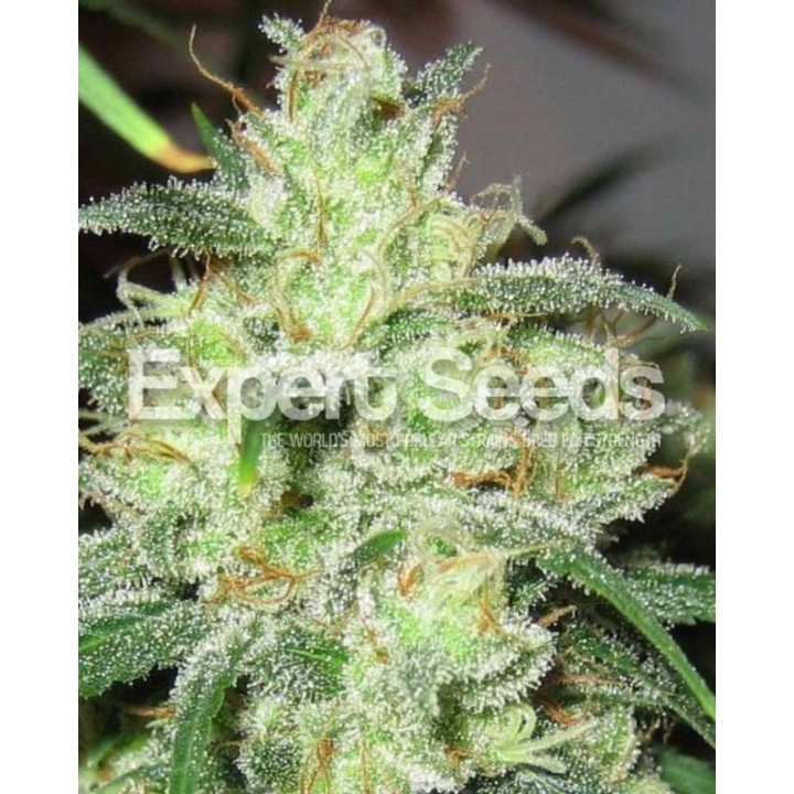 Gorilla Cheese de Expert Seeds