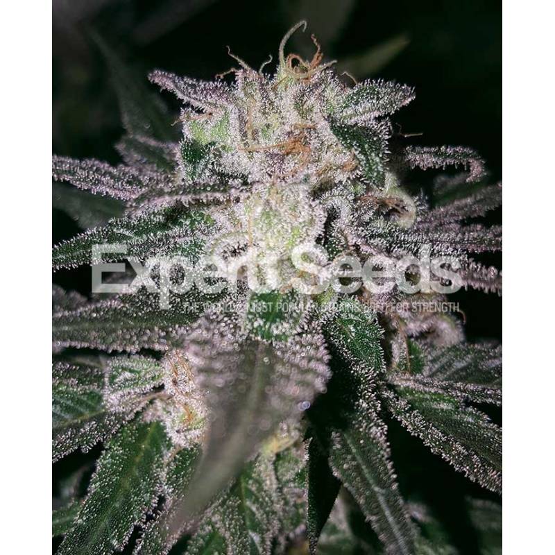 Gorilla Cookies de Expert Seeds