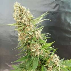 Gorilla Critical de Expert Seeds