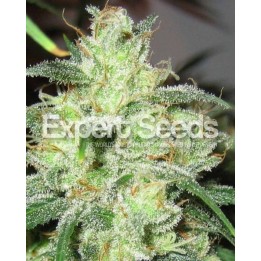 Gorilla Glue # 4 X Cheese de Expert Seeds