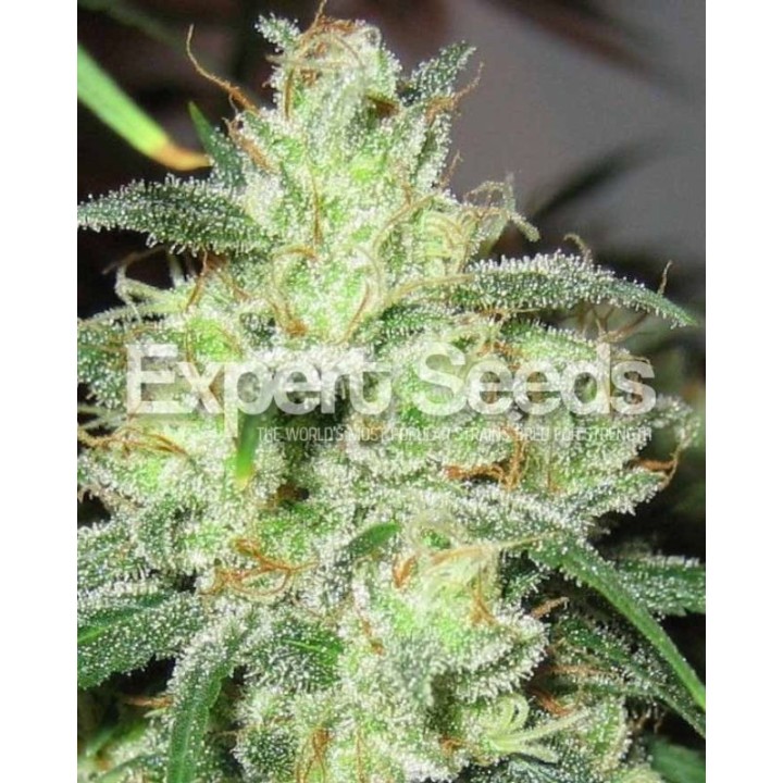 Gorilla Glue # 4 X Cheese de Expert Seeds