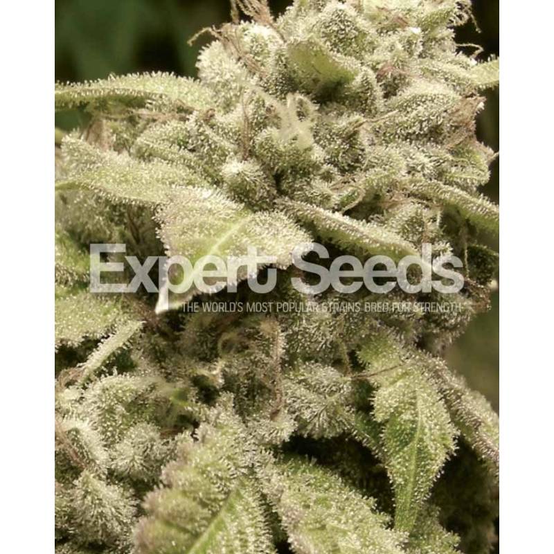 Gorilla Glue # 4 X White Widow de Expert Seeds