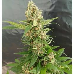 Gorilla Ice Cream de Expert Seeds