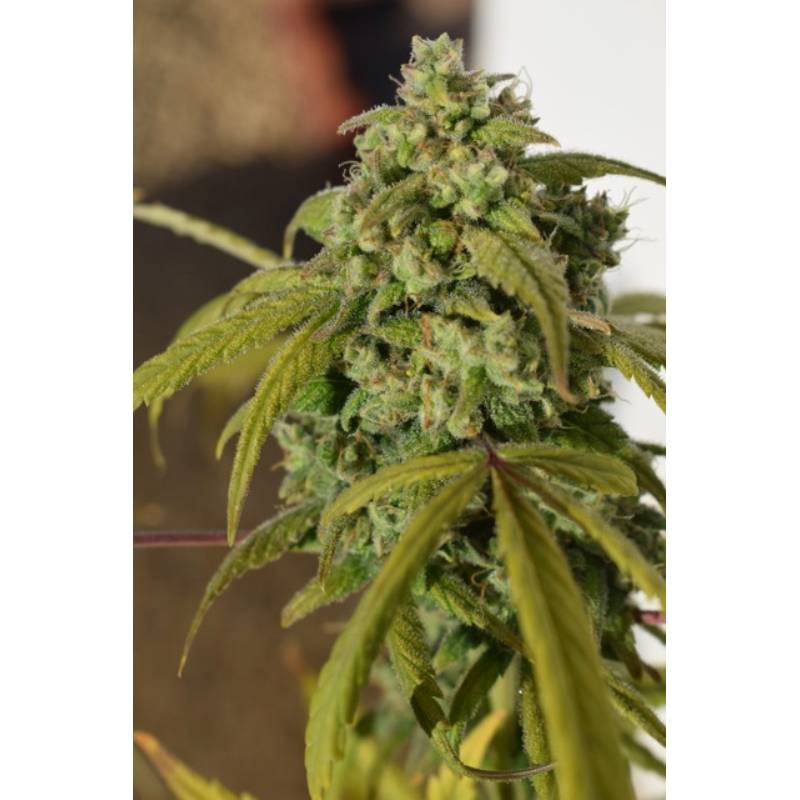 Gorilla Sfv Og de Expert Seeds