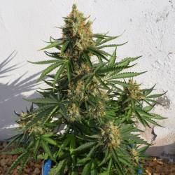 Lemon Haze Auto de Expert Seeds