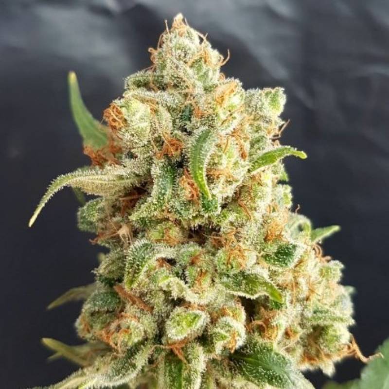 New York Diesel Auto de Expert Seeds