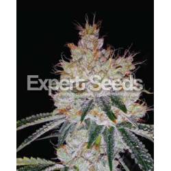 Ogesus Auto de Expert Seeds