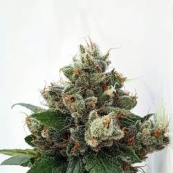 Respect 4 Gorilla de Expert Seeds