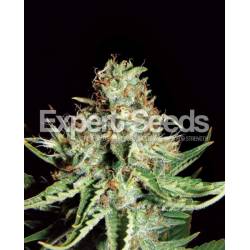 Sweet Cream Auto Xxl de Expert Seeds