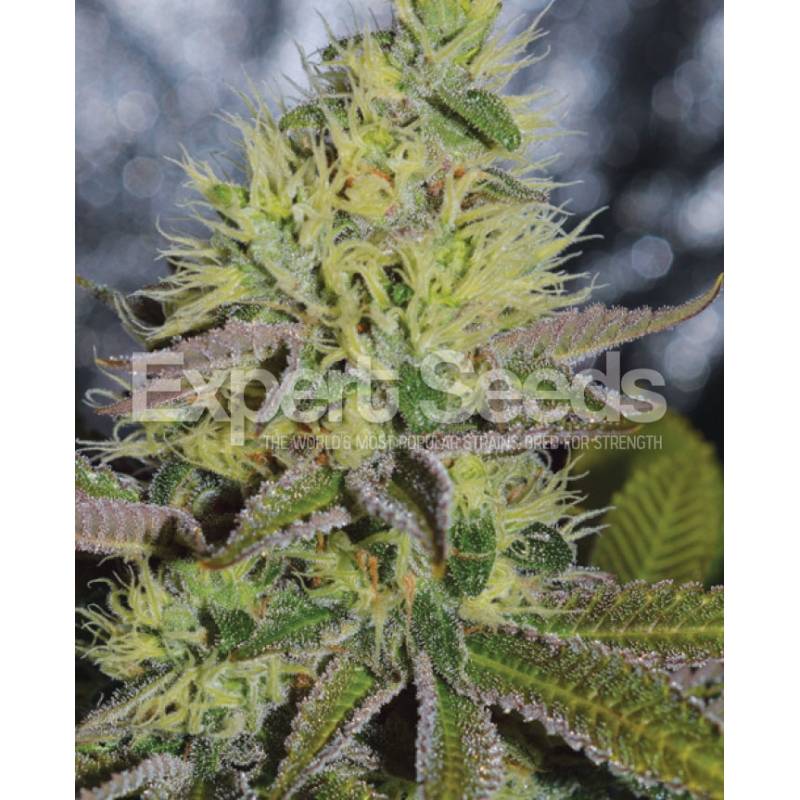 Sweet Zombie de Expert Seeds