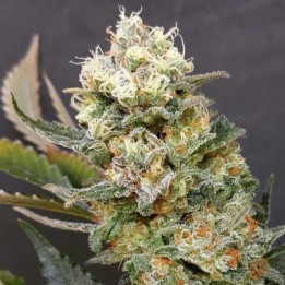 Zkittlez Glue de Expert Seeds
