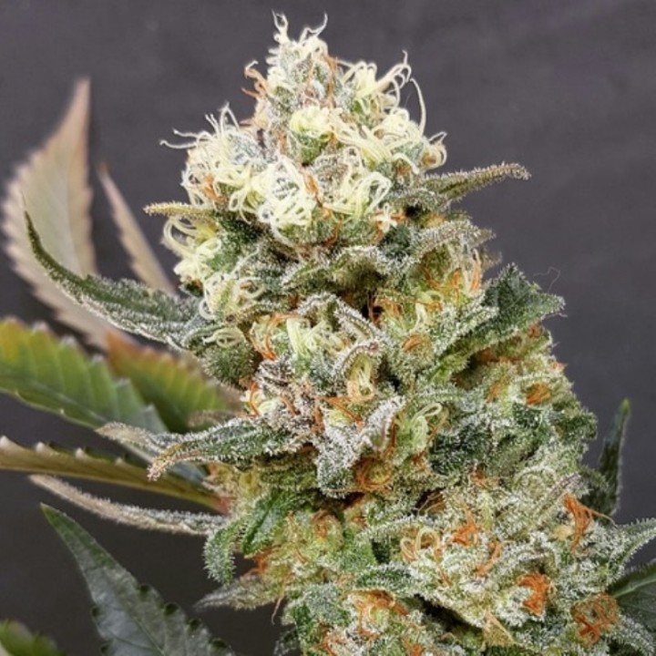 Zkittlez Glue de Expert Seeds